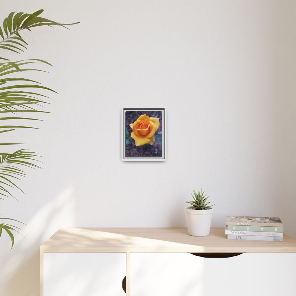 Yellow Rose - Photography