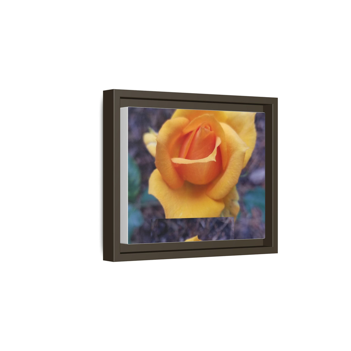 Yellow Rose - Photography