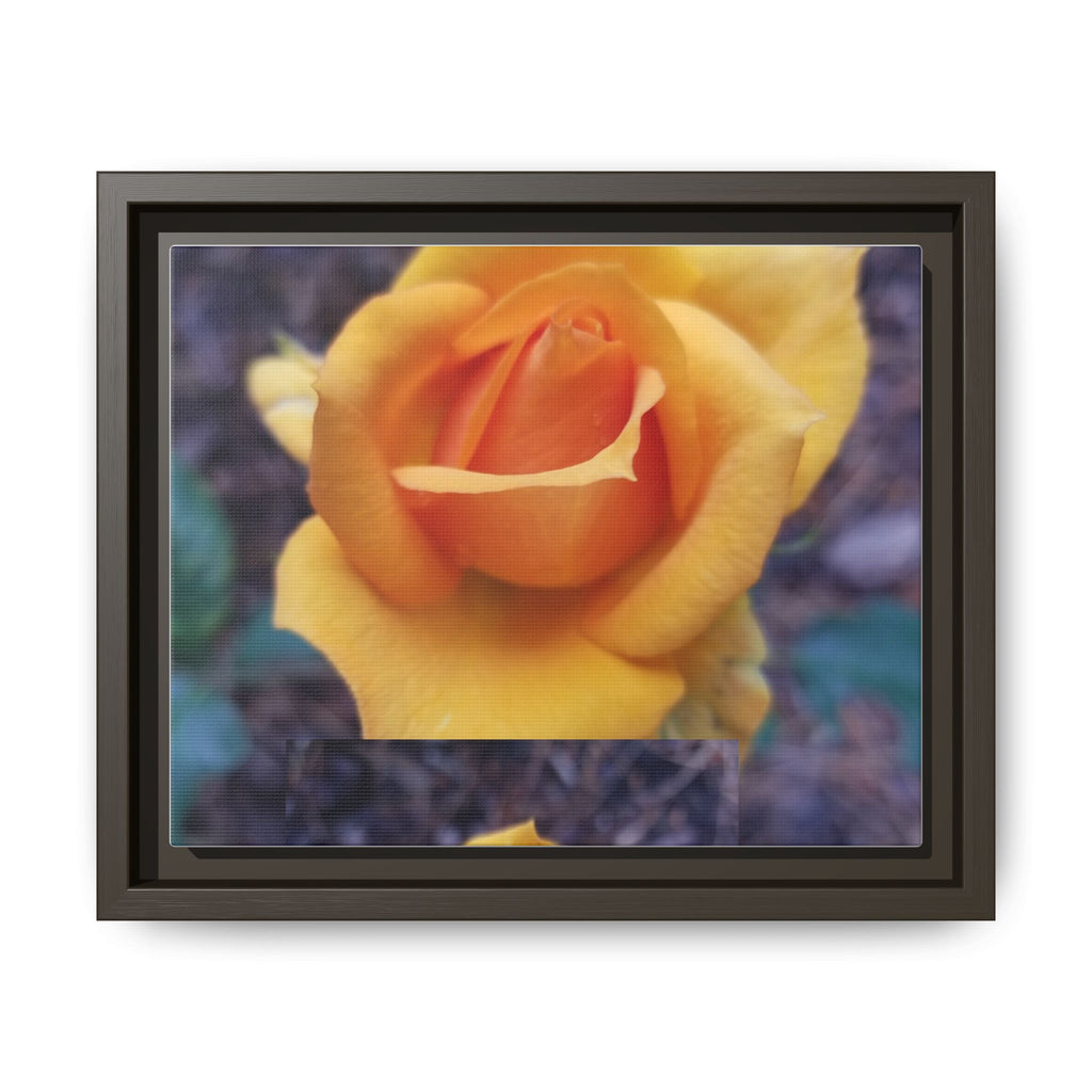 Yellow Rose - Photography