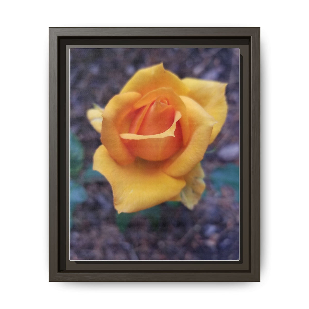 Yellow Rose - Photography