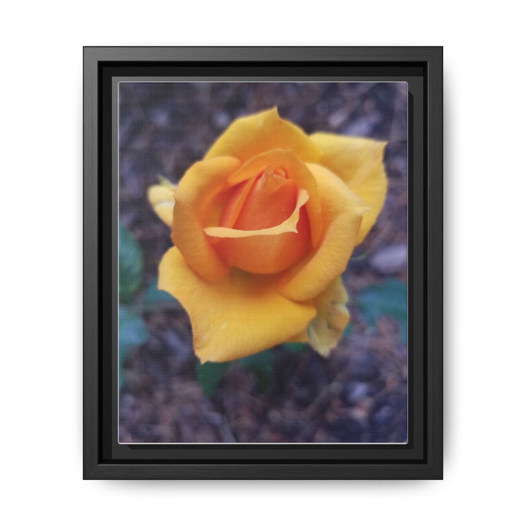 Yellow Rose - Photography