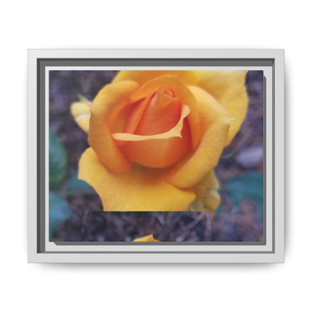 Yellow Rose - Photography