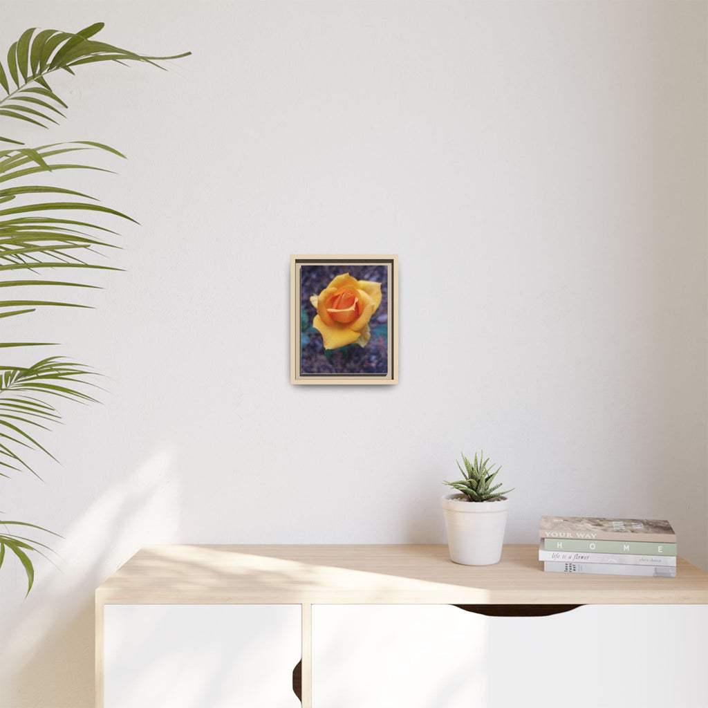 Yellow Rose - Photography