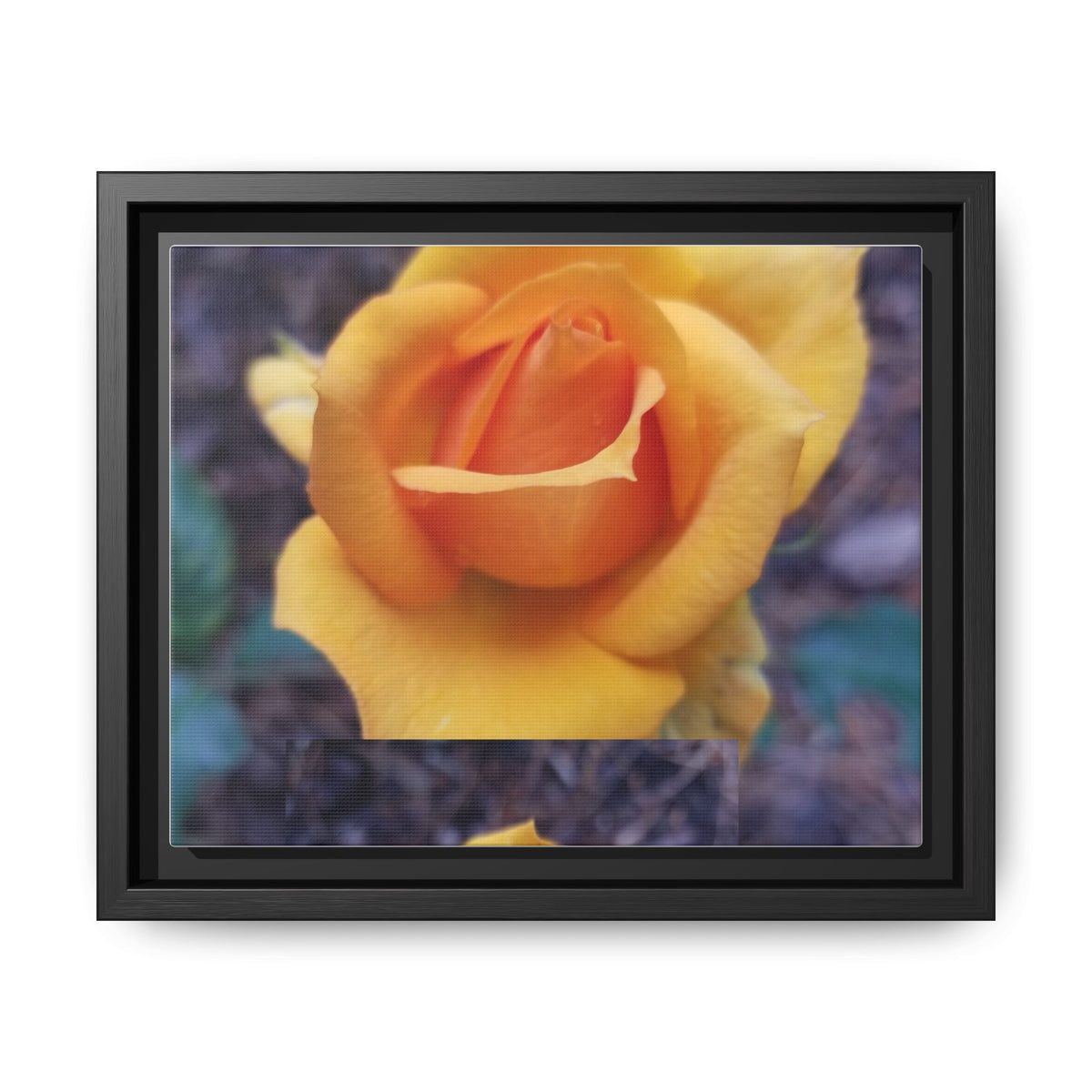 Yellow Rose - Photography