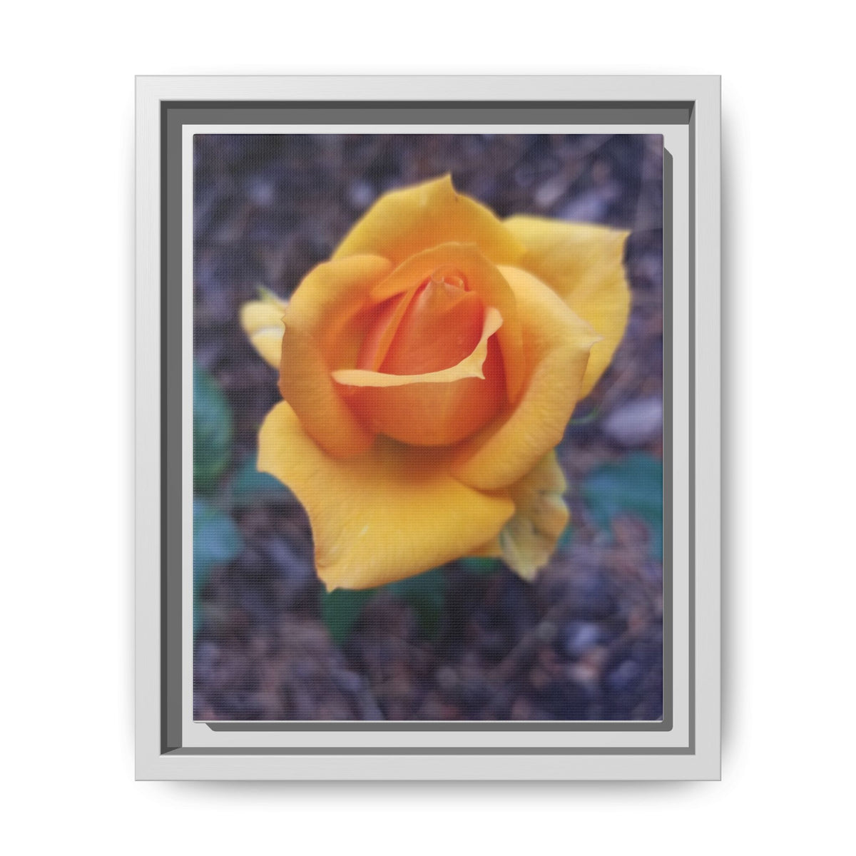 Yellow Rose - Photography