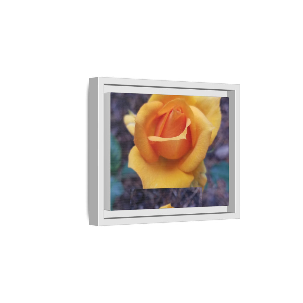 Yellow Rose - Photography