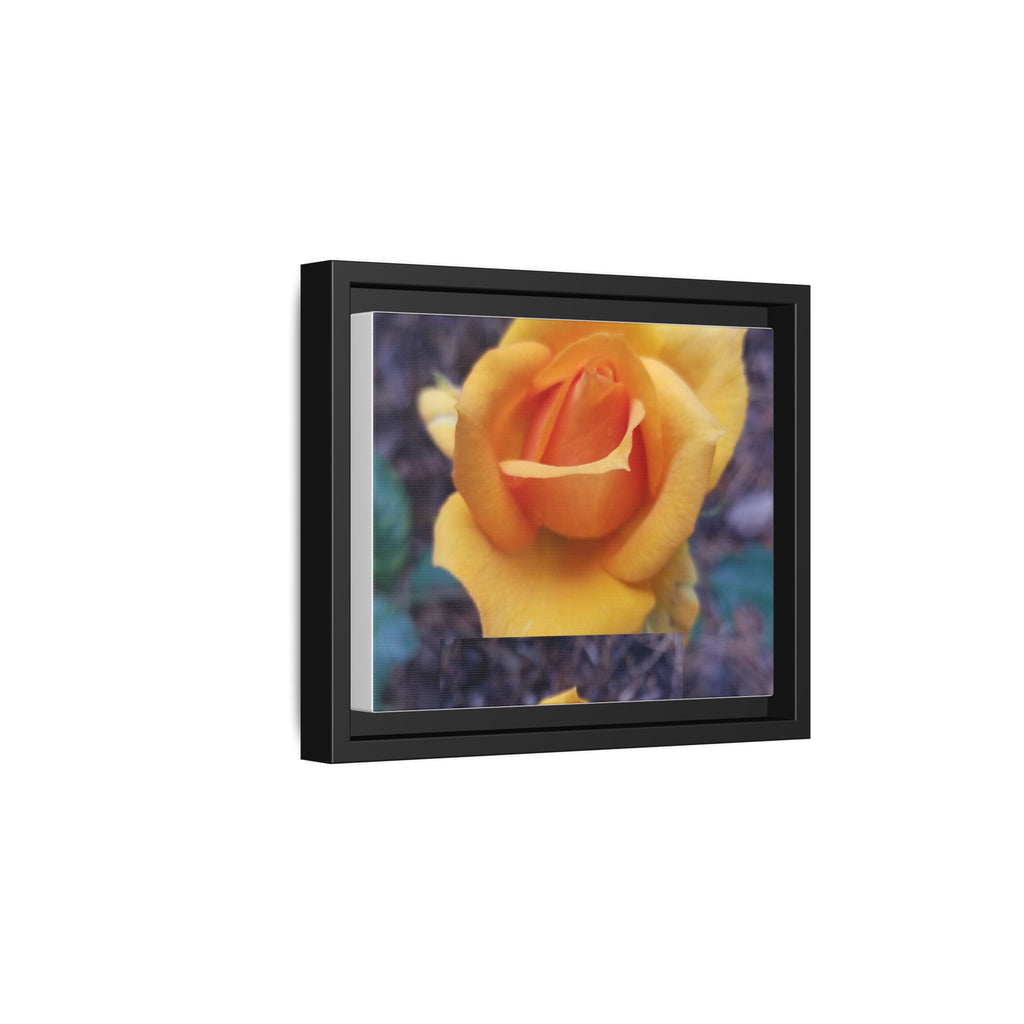 Yellow Rose - Photography