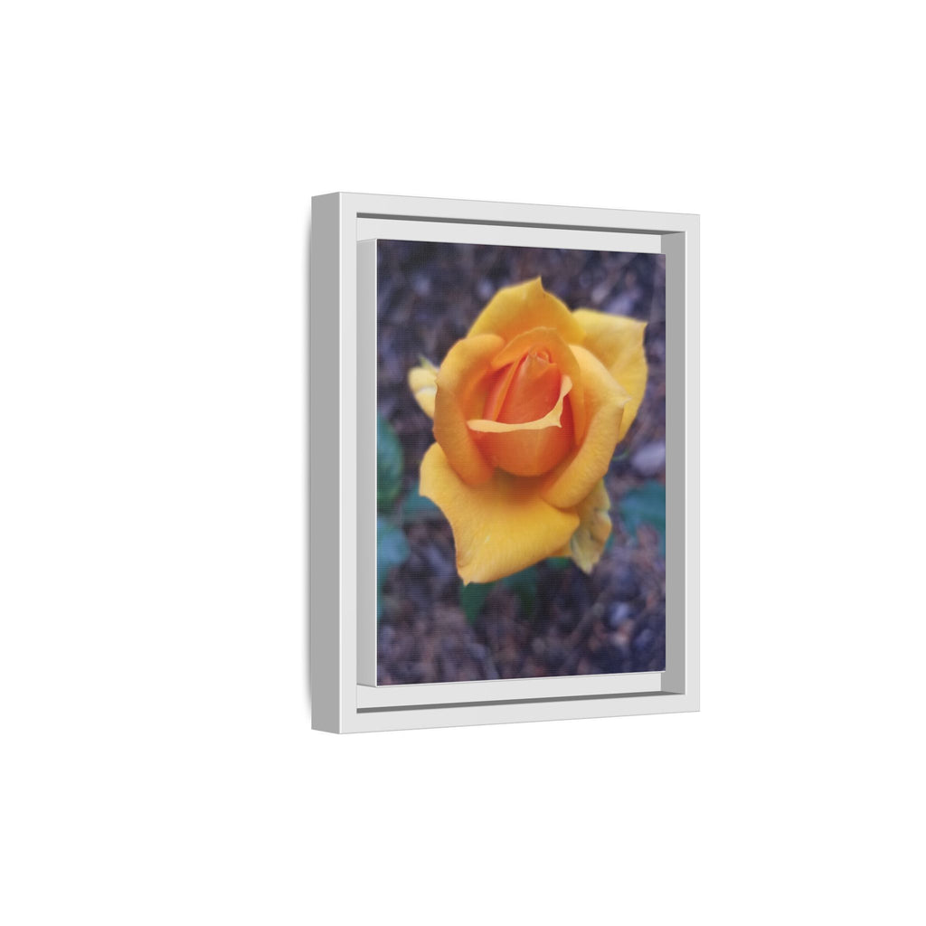 Yellow Rose - Photography