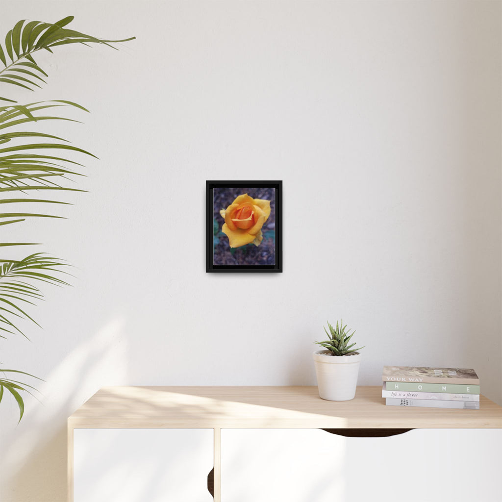 Yellow Rose - Photography