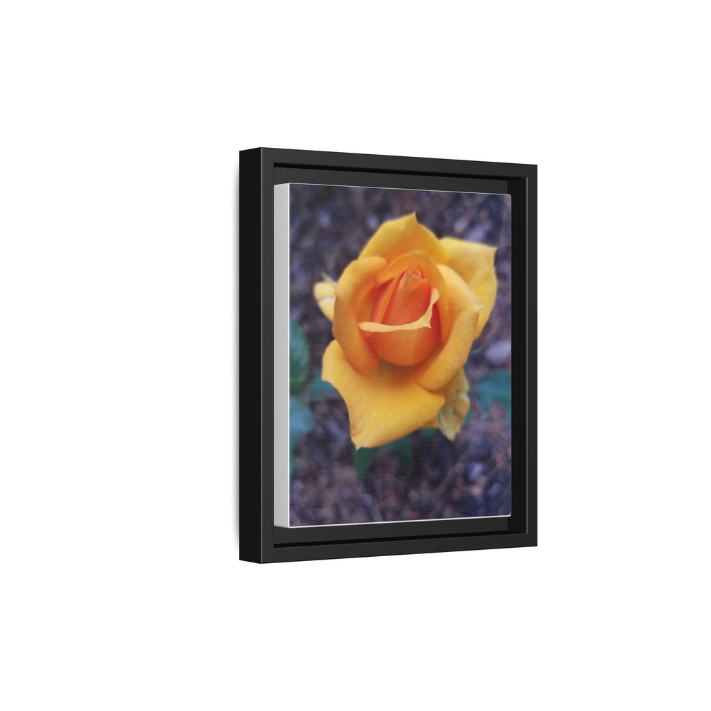 Yellow Rose - Photography