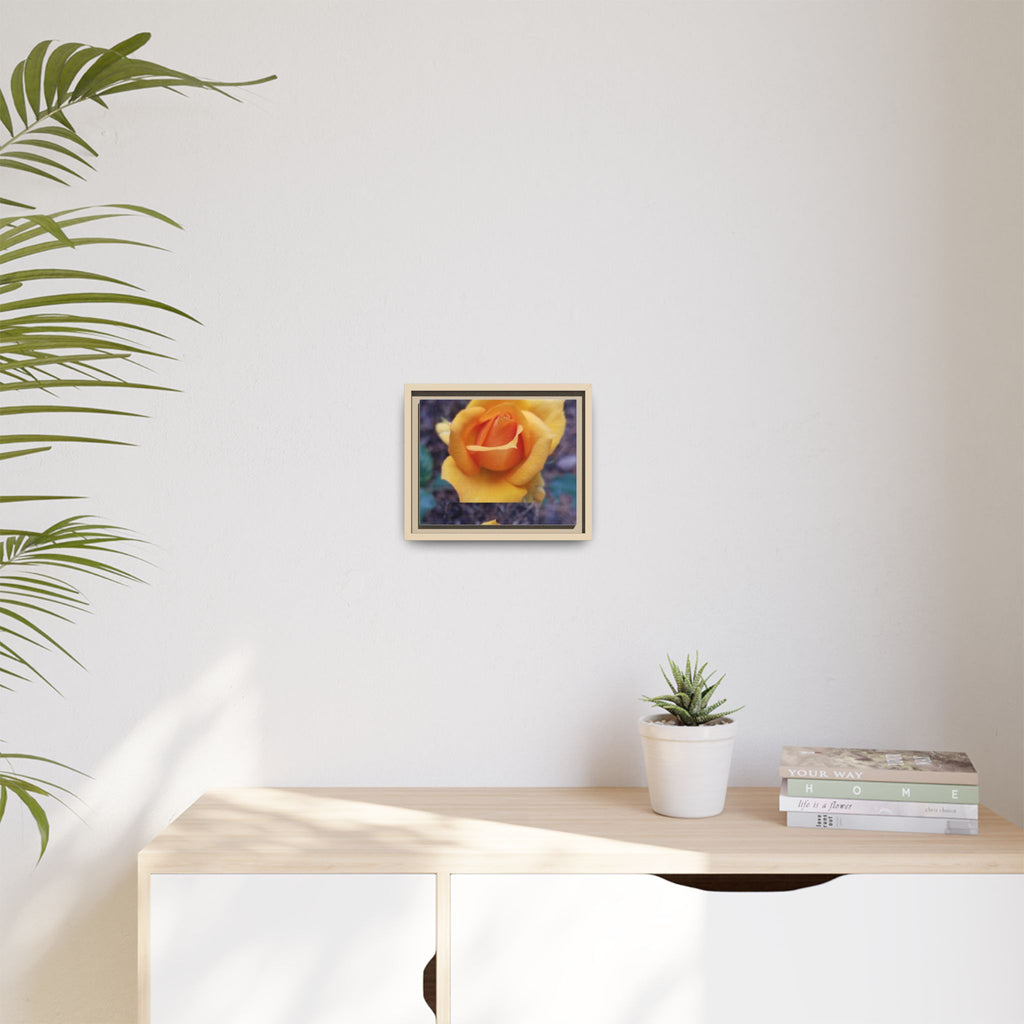 Yellow Rose - Photography