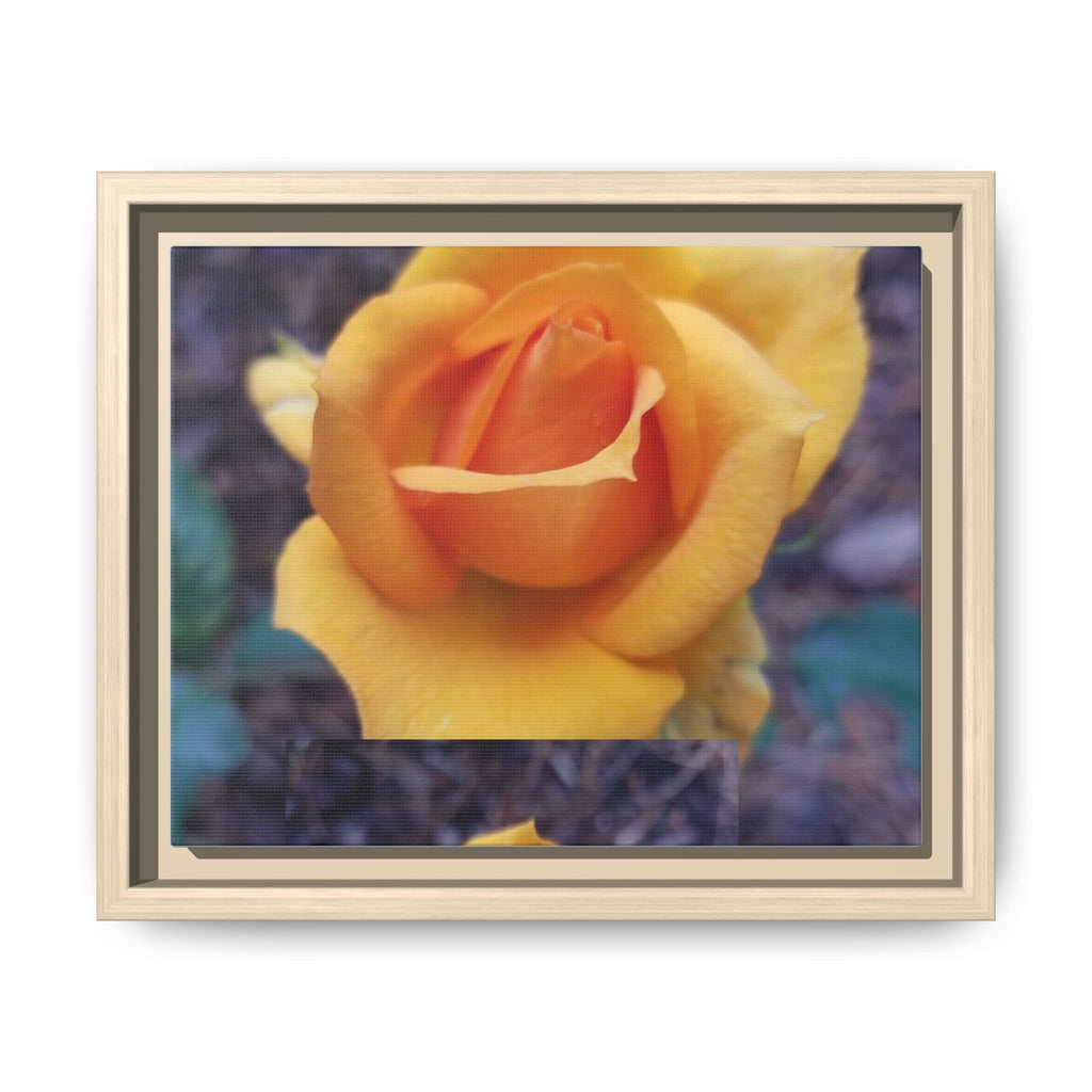 Yellow Rose - Photography
